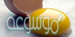 ما اهمية المح الموجود في بيض الطيور