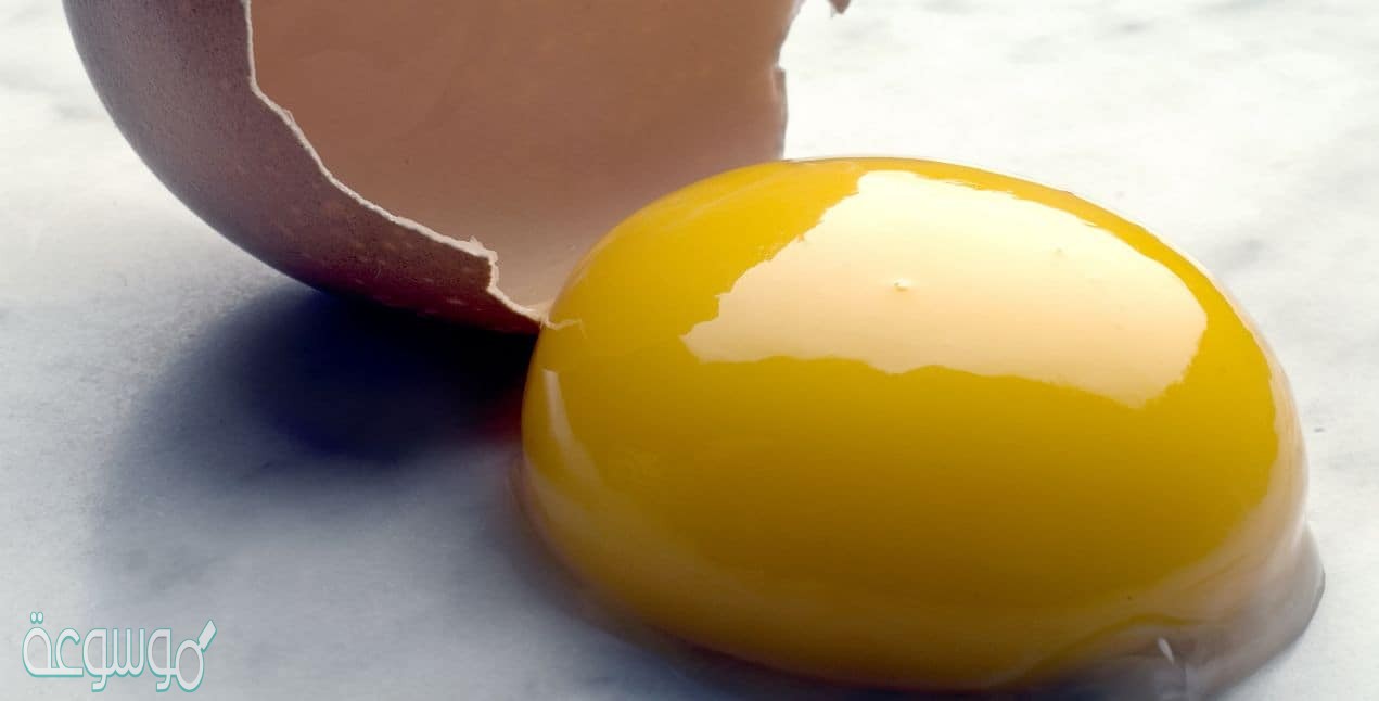 ما اهمية المح الموجود في بيض الطيور