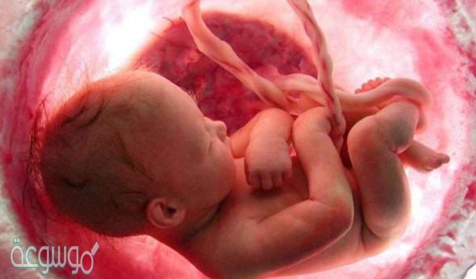 ما فائدة السائل الامنيوسي المحيط بالجنين
