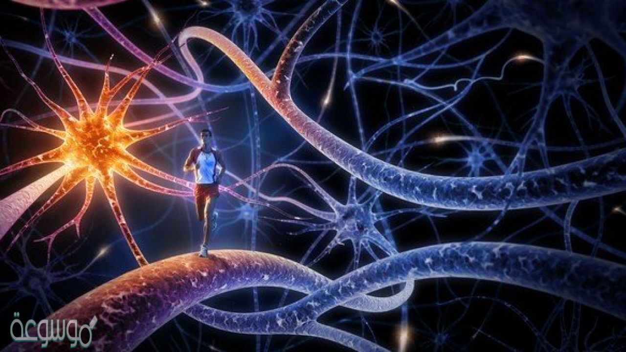 مجموعة الخلايا المتشابهة التي تؤدي الوظيفة نفسها هي ؟