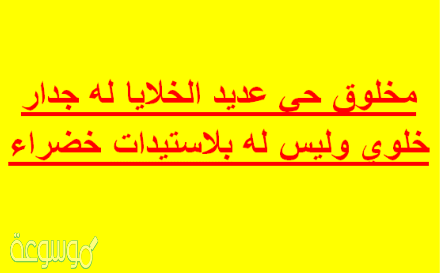 مخلوق حي عديد الخلايا له جدار خلوي وليس له بلاستيدات خضراء