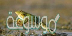 ما هو صوت الضفدع ؟