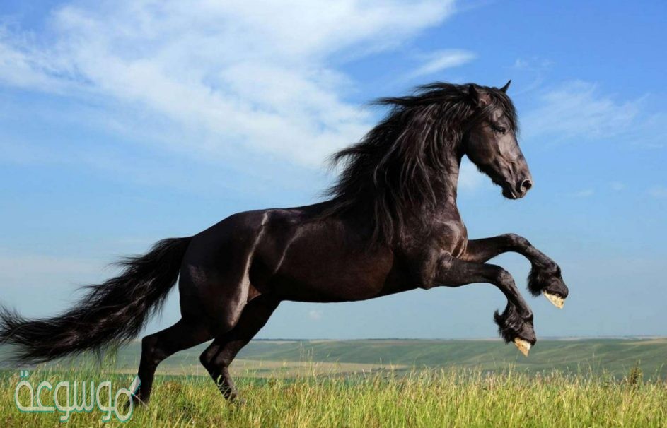 من أول من ركب الخيل من الأنبياء