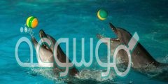 مهارة اللعب بالكرة عند الدلفين سلوك