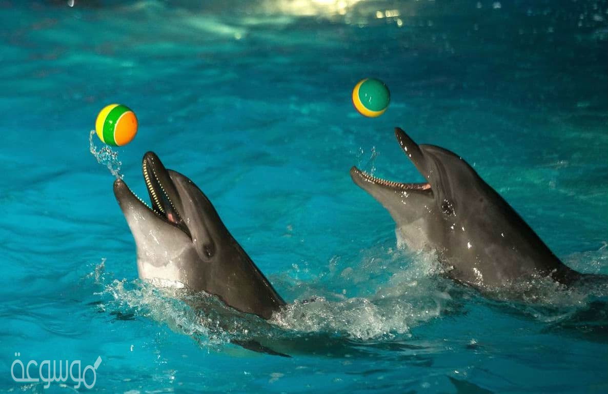 مهارة اللعب بالكرة عند الدلفين سلوك
