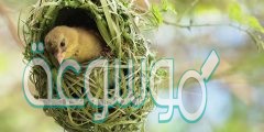 مهارة طائر الحباك في بناء عشه هو سلوك