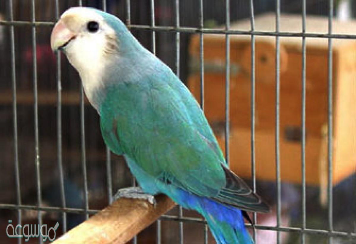 يا أبا عمير ما فعل النغير