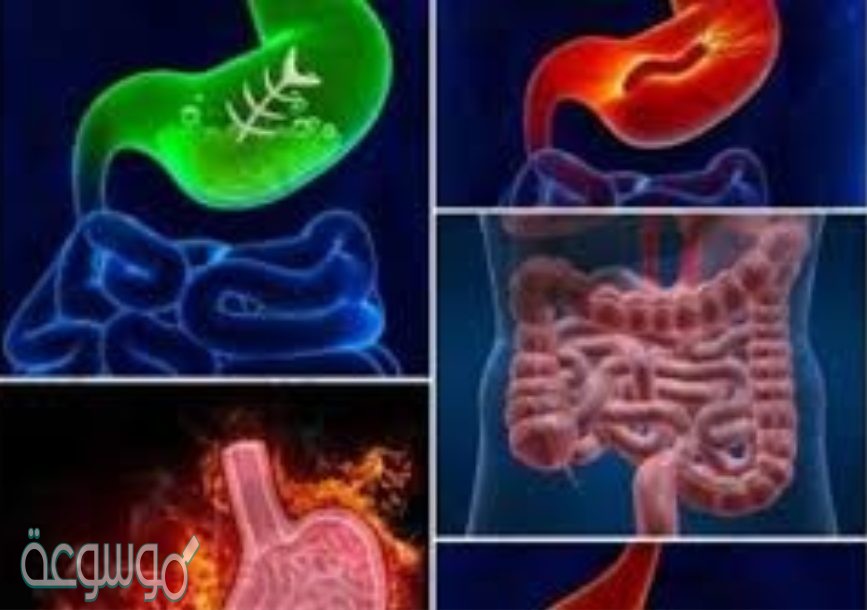 ما هو الجزء الذي يحدث فيه معظم الهضم الكيميائي