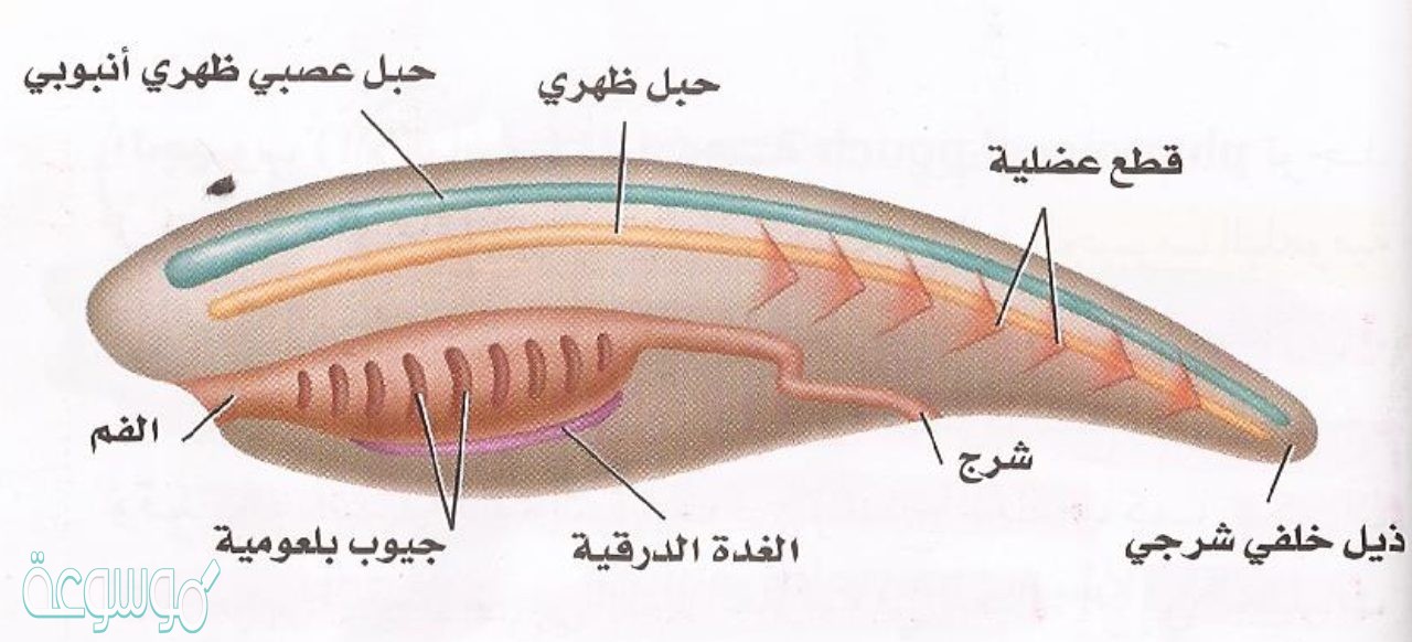 ماذا تفرز القناة الداخلية في اللافقاريات الحبلية؟