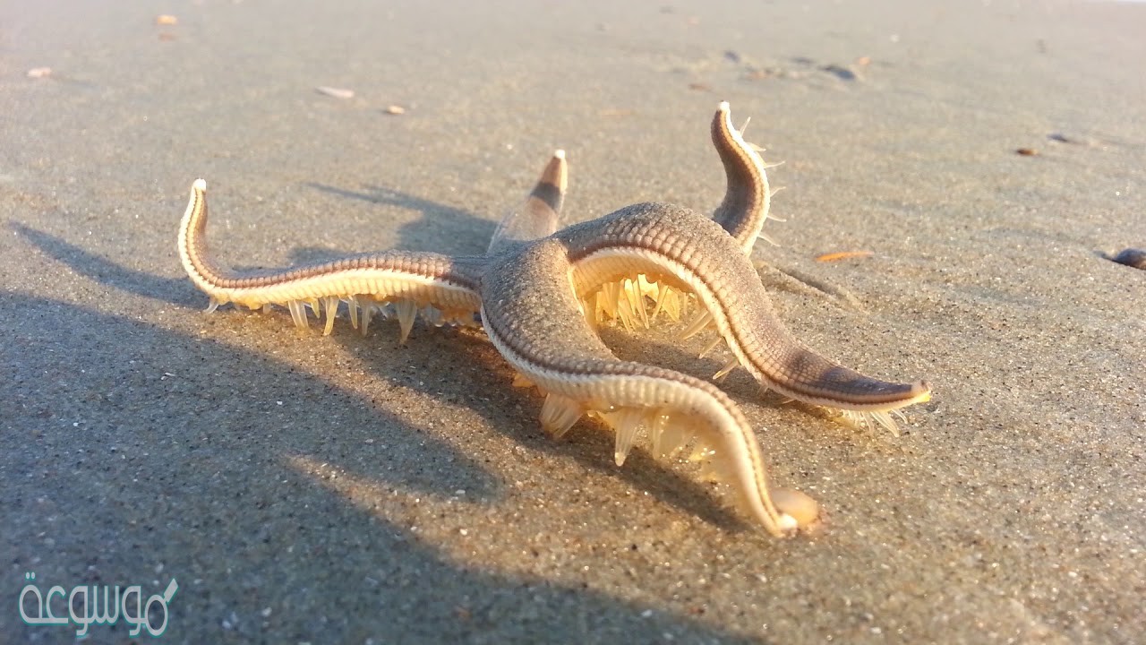 كيف يتكاثر نجم البحر