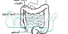 القولون والمستقيم والزائدة الدودية هي أجزاء