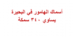 أسماك الهامور في البحيرة يساوي ٣٤٠ سمكة