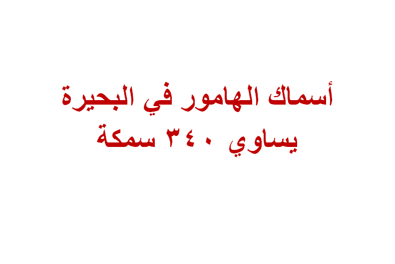 أسماك الهامور في البحيرة يساوي ٣٤٠ سمكة