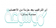 أي التراكيب يعد حزمة من الأعصاب محمية بسائل؟