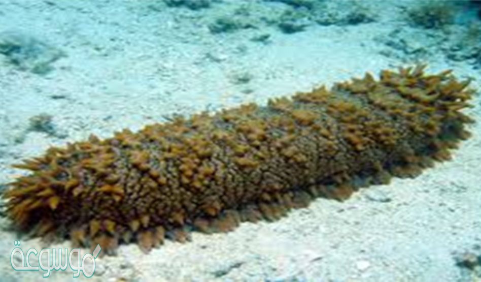 أي مجموعات شوكيات الجلد التالية لها شجرة تنفسية مع العديد من التفرعات؟