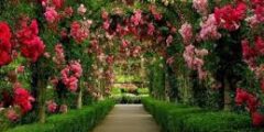 كيف تنتشر رائحة الازهار في الهواء