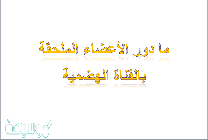 ما دور الأعضاء الملحقة بالقناة الهضمية