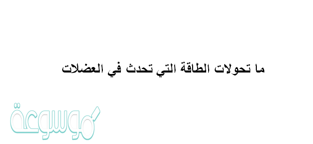 ماتحولات الطاقة التي تحدث في العضلات