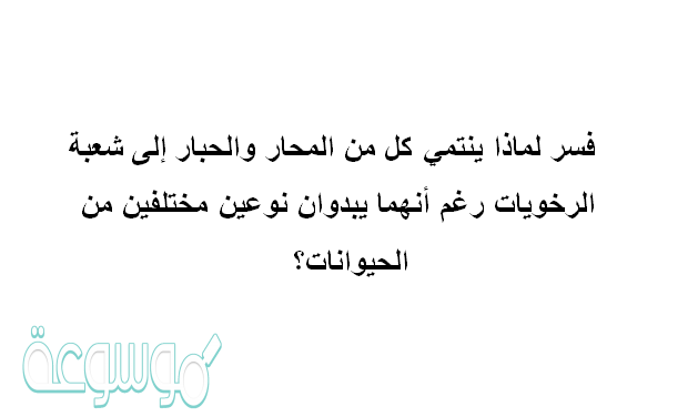 فسر لماذا ينتمي كل من المحار والحبار إلى شعبة الرخويات رغم أنهما يبدوان نوعين مختلفين من الحيوانات؟