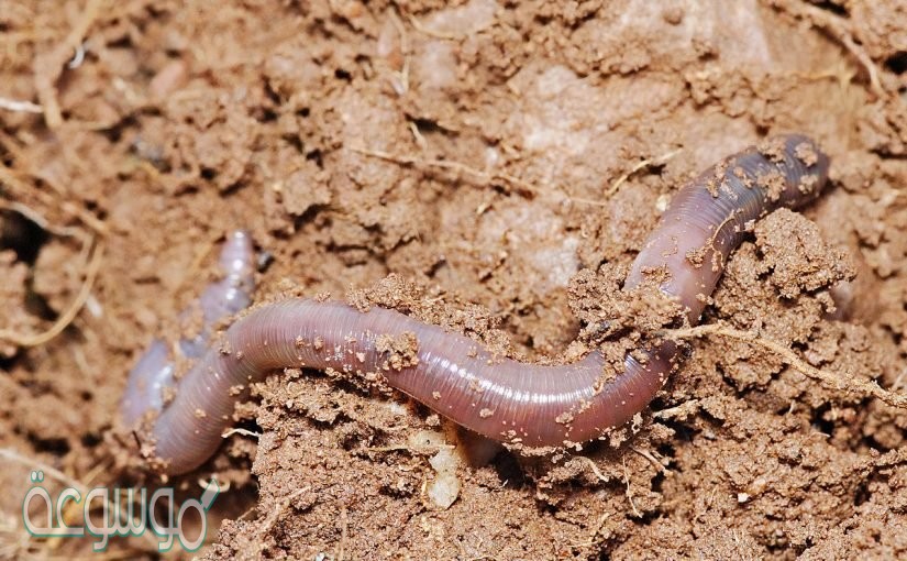 التناظر في الديدان الأسطوانية والمفلطحة تناظر