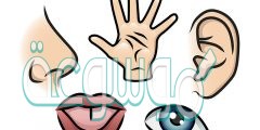 التي تعتمد على استعمال الحواس