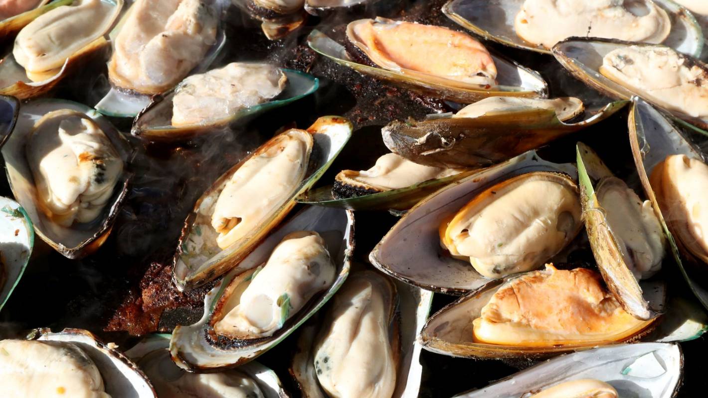 تتكون الصدفة في المحار من مادة