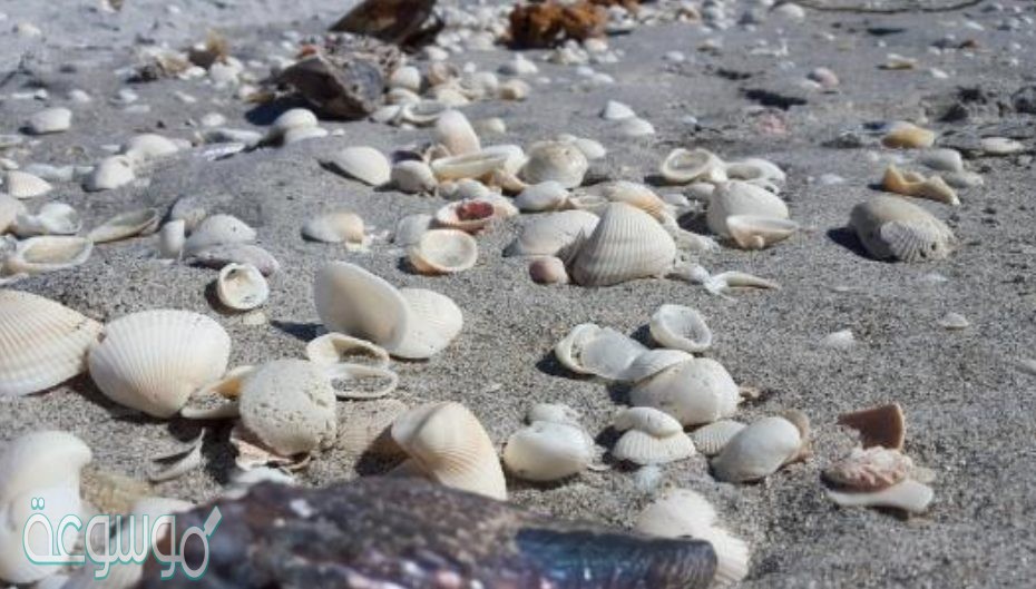 تركيب يمكن المحار بدفن نفسه في الرمل الرطب عند الحاجة