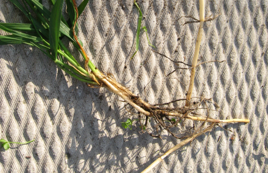 ساق سميكة تحت الارض تخزن الغذاء