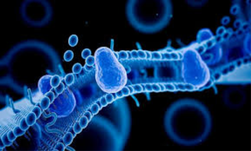 عندما يكون تركيز الماده متساويا على جانبي الغشاء البلازمي فان الماده تكون في حاله ماذا