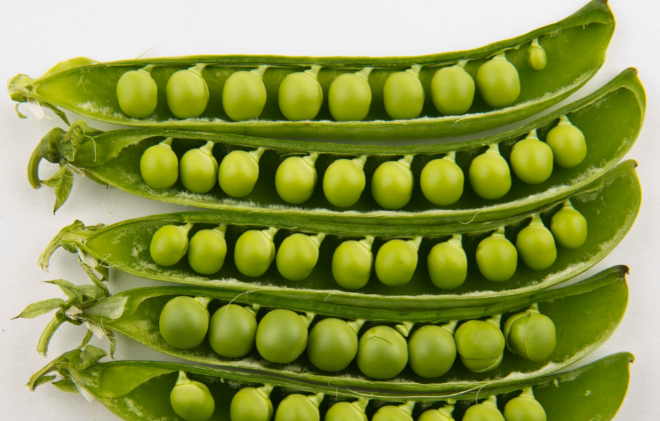 في تجربة مندل لنبات البازلاء ظهرت الصفة السائدة وهي