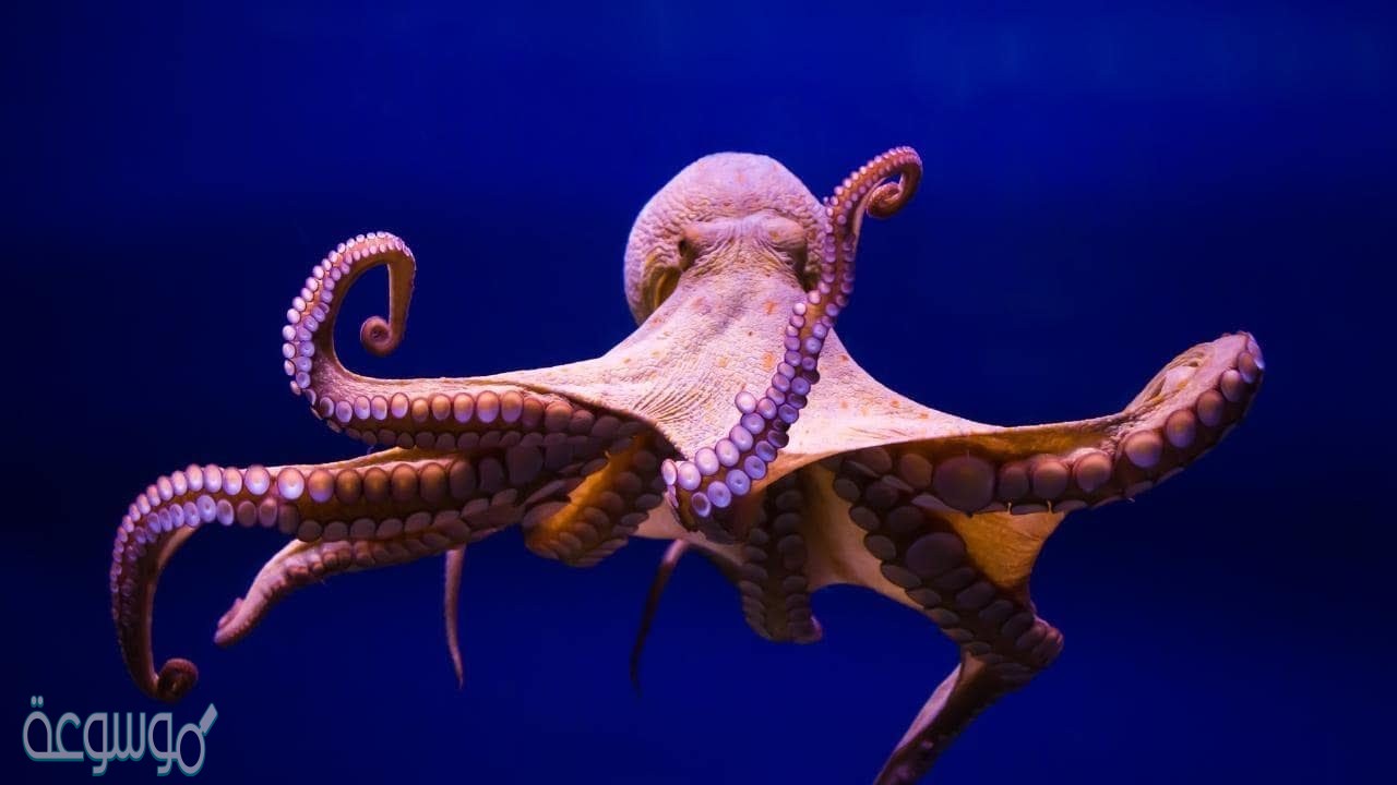 كم قلب لدى الاخطبوط