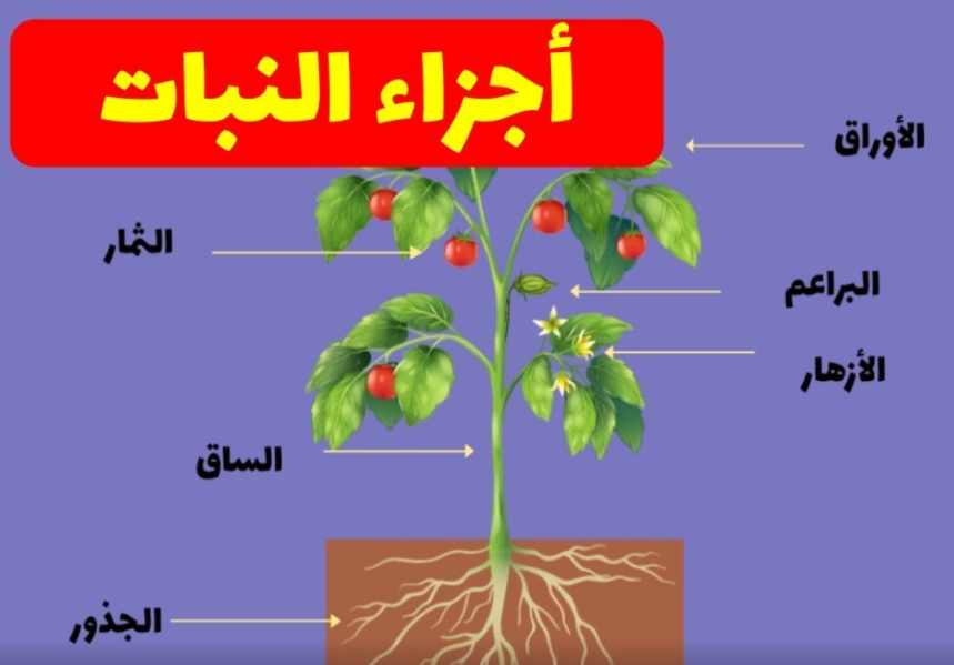 كيف تختلف النباتات عن الحاسوب؟