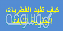 كيف تفيد الفطريات الجذرية النبات