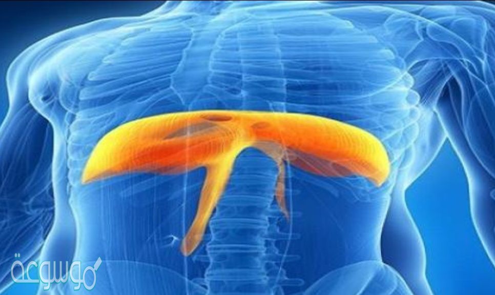 كيف يساعد الحجاب الحاجز على التنفس