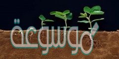 ما جزء النباتات المسؤول عن امتصاص الماء و الأملاح من التربة