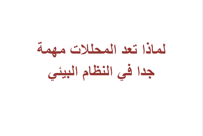 لماذا تعد المحللات مهمة جدا في النظام البيئي