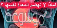 لماذا لا تهضم المعدة نفسها