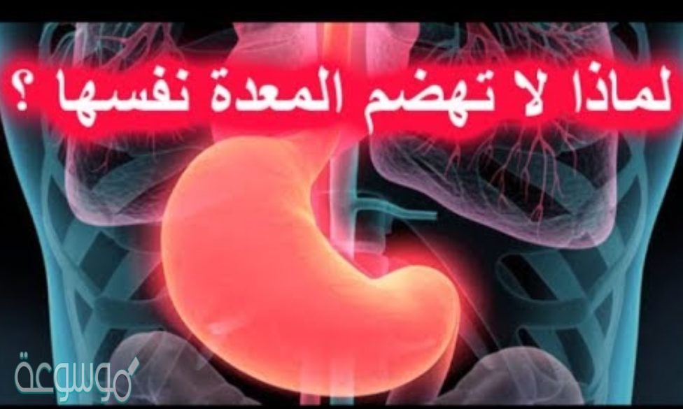 لماذا لا تهضم المعدة نفسها
