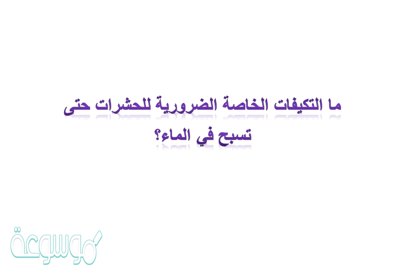 ما التكيفات الخاصة الضرورية للحشرات حتى تسبح في الماء؟