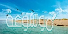 من اهم الجزر التي تقع على ساحل مدينه جازان