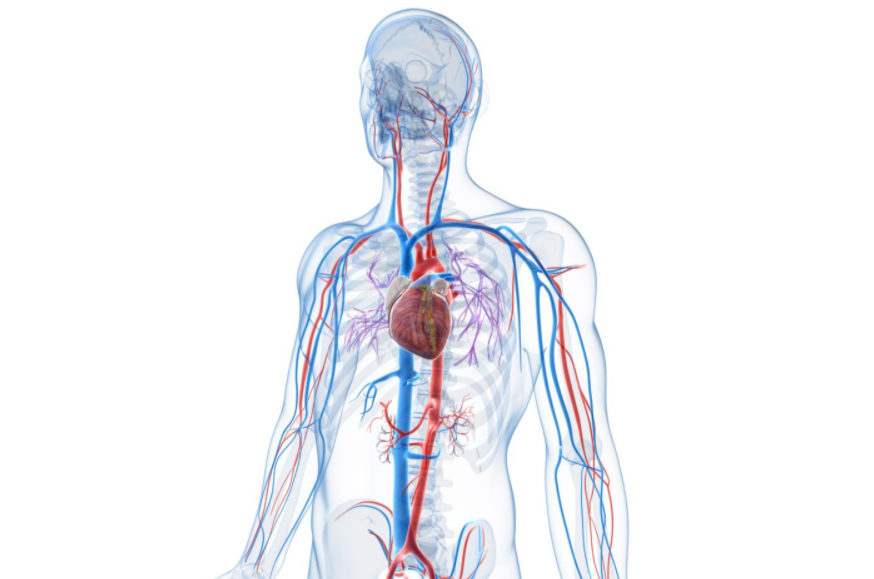 يمتاز الدم الذي يسري في الأوردة بأنه