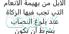 الأبل من بهيمة الانعام التي تجب فيها الزكاة عند بلوغ النصاب بشرط أن تكون