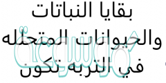بقايا النباتات والحيوانات المتحلله في التربه تكون
