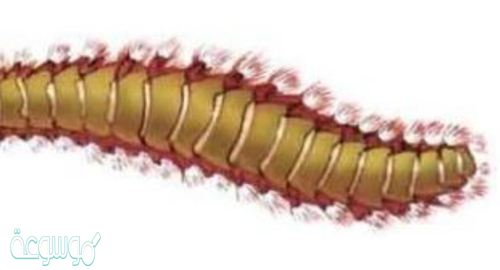 إذا حدث ضرر للعباءة في الحيوانات ذات المصراعين فما الوظيفة التي لن تتمكن هذه الحيوانات من القيام بها