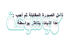 تأمل الصورة المقابلة ثم أجب: هذا النبات يتكاثر بواسطة