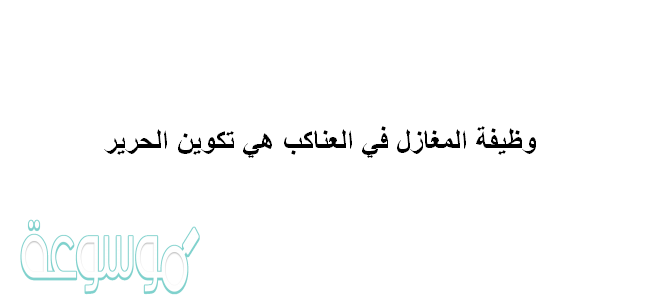 وظيفة المغازل في العناكب هي تكوين الحرير
