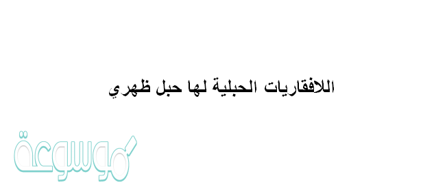 اللافقاريات الحبلية لها حبل ظهري