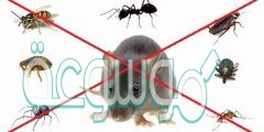 كيف يمكن مكافحة الحشرات والافات دون استخدام المواد الكيميائية