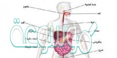 دور الأعضاء الملحقة بالقناة الهضمية