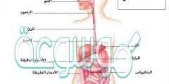 المعدة من اعضاء اي جهاز ؟